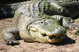 An alligator shown in a stock photo. An alligator shown in a stock photo.