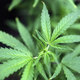 Marijuana plants are displayed for sale at Canna Pi medical marijuana dispensary in Seattle, Washington, November 27, 2012. REUTERS/Anthony 