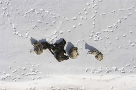 A wolf pack is pictured bedded down in the snow in Yellowstone National Park in this March 2007 photograph obtained on May 4, 2011. REUTERS/ A wolf pack is pictured bedded down in the snow in Yellowstone National Park in this March 2007 photograph obtained on May 4, 2011. REUTERS/