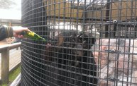 Wildwood Wildlife Park St. Jude Weekend: Cover Image