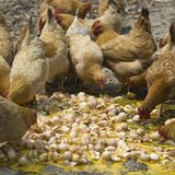 Chickens are fed with unsaleable eggs at a farm in Hangzhou, Zhejiang province, April 17, 2013. REUTERS/Chance Chan Chickens are fed with unsaleable eggs at a farm in Hangzhou, Zhejiang province, April 17, 2013. REUTERS/Chance Chan