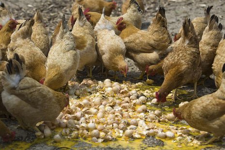 Chickens are fed with unsaleable eggs at a farm in Hangzhou, Zhejiang province, April 17, 2013. REUTERS/Chance Chan Chickens are fed with unsaleable eggs at a farm in Hangzhou, Zhejiang province, April 17, 2013. REUTERS/Chance Chan