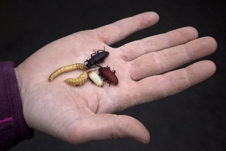 Various stages of beetles crawl around on the palm of a hand at an insect farm in Ermelo January 12, 2011. REUTERS/Jerry Lampen Various stages of beetles crawl around on the palm of a hand at an insect farm in Ermelo January 12, 2011. REUTERS/Jerry Lampen