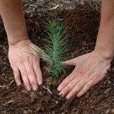 planting a tree seedling planting a tree seedling
