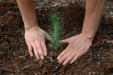 planting a tree seedling planting a tree seedling