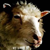 Dolly the sheep - the world's first mammal cloned from an adult cell - is seen on display at the National Museum of Scotland in Edinburgh, A Dolly the sheep - the world's first mammal cloned from an adult cell - is seen on display at the National Museum of Scotland in Edinburgh, A