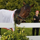 Kentucky Derby winner Orb attempts to snack on decorative flowers after a training session in preparation for the upcoming 138th running of Kentucky Derby winner Orb attempts to snack on decorative flowers after a training session in preparation for the upcoming 138th running of
