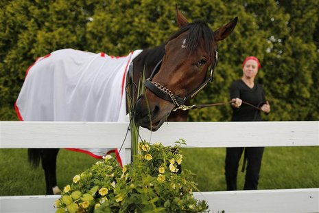 Kentucky Derby winner Orb attempts to snack on decorative flowers after a training session in preparation for the upcoming 138th running of Kentucky Derby winner Orb attempts to snack on decorative flowers after a training session in preparation for the upcoming 138th running of
