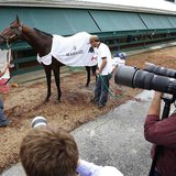 Photographers keep an eye on Kentucky Derby winner Orb after a workout in preparation for the upcoming 138th running of the Preakness Stakes Photographers keep an eye on Kentucky Derby winner Orb after a workout in preparation for the upcoming 138th running of the Preakness Stakes