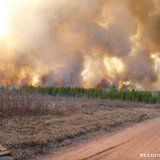 In this photo taken May 14, 2013 from Connors Meadow Road, The Germann Road Fire crowns through young red pine in Douglas County. (courtesy of the Wisconsin DNR). In this photo taken May 14, 2013 from Connors Meadow Road, The Germann Road Fire crowns through young red pine in Douglas County. (courtesy of the Wisconsin DNR).