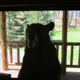 Photo of bear attacking cabin after the couple retreated inside. Photo courtesy of Gerre Ninnemann via Fox 11 WLUK-TV Photo of bear attacking cabin after the couple retreated inside. Photo courtesy of Gerre Ninnemann via Fox 11 WLUK-TV