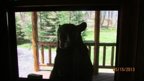 Photo of bear attacking cabin after the couple retreated inside. Photo courtesy of Gerre Ninnemann via Fox 11 WLUK-TV Photo of bear attacking cabin after the couple retreated inside. Photo courtesy of Gerre Ninnemann via Fox 11 WLUK-TV