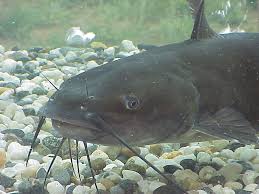 catfish catfish