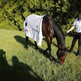 Exercise rider Jennifer Patterson grazes Kentucky Derby winner Orb after a morning workout in preparation for the upcoming 138th running of Exercise rider Jennifer Patterson grazes Kentucky Derby winner Orb after a morning workout in preparation for the upcoming 138th running of