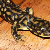 Eastern Tiger Salamander (courtesy of Flickr). Eastern Tiger Salamander (courtesy of Flickr).