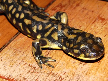 Eastern Tiger Salamander (courtesy of Flickr). Eastern Tiger Salamander (courtesy of Flickr).