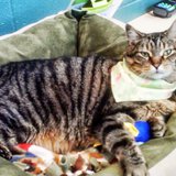 A cat up for adoption at the Marathon County Humane Society