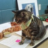 A cat up for adoption at the Marathon County Humane Society