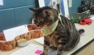 A cat up for adoption at the Marathon County Humane Society A cat up for adoption at the Marathon County Humane Society