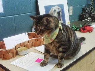 A cat up for adoption at the Marathon County Humane Society