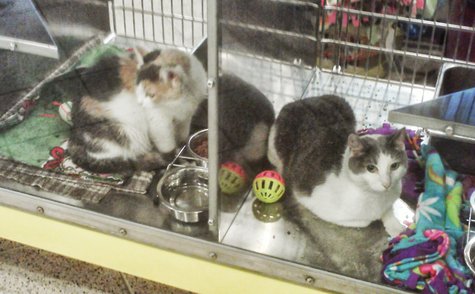 Cats up for adoption at the Marathon County Humane Society Cats up for adoption at the Marathon County Humane Society
