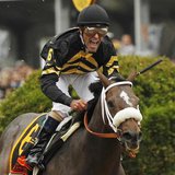 Oxbow with jockey Gary Stevens in the irons takes first place at the 138th running of the Preakness Stakes at Pimlico Race Course in Baltimo Oxbow with jockey Gary Stevens in the irons takes first place at the 138th running of the Preakness Stakes at Pimlico Race Course in Baltimo