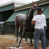Trainer Shug McGaughey (L) looks on as Kentucky Derby winner Orb gets a post-workout bath after a little track work in preparation for the u Trainer Shug McGaughey (L) looks on as Kentucky Derby winner Orb gets a post-workout bath after a little track work in preparation for the u