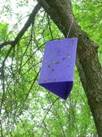 Emerald Ash Borer trap. Photo courtesy Wisconsin DNR
Emerald Ash Borer trap. Photo courtesy Wisconsin DNR