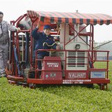 Japan's Prime Minister Shinzo Abe (C) has a go at cropping tea leaves in Kitsuki, Oita prefecture, in this photo taken by Kyodo May 18, 2013 Japan's Prime Minister Shinzo Abe (C) has a go at cropping tea leaves in Kitsuki, Oita prefecture, in this photo taken by Kyodo May 18, 2013