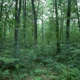 Forest. Forest.
