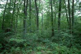 Forest. Forest.