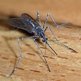 Mosquito, close up and personal.