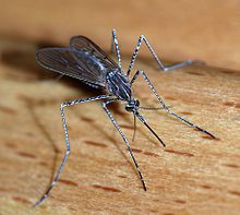 Mosquito, close up and personal. Mosquito, close up and personal.
