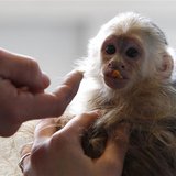 Mally, the pet monkey of Canadian singer Justin Bieber, is seen at a home for animals in Munich April 2, 2013. REUTERS/Michaela Rehle Mally, the pet monkey of Canadian singer Justin Bieber, is seen at a home for animals in Munich April 2, 2013. REUTERS/Michaela Rehle