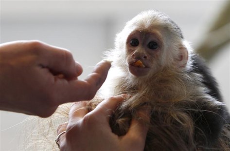 Mally, the pet monkey of Canadian singer Justin Bieber, is seen at a home for animals in Munich April 2, 2013. REUTERS/Michaela Rehle Mally, the pet monkey of Canadian singer Justin Bieber, is seen at a home for animals in Munich April 2, 2013. REUTERS/Michaela Rehle