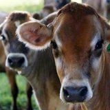Cow (Reuters) Cow (Reuters)