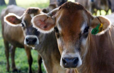 Cow (Reuters) Cow (Reuters)