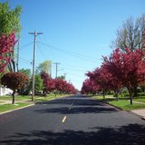 Trees along street
