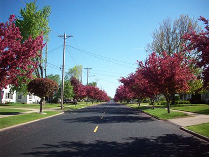 Trees along street
Trees along street