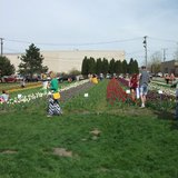 Visitors look at the Tulip Plantings in the Window on the Waterfront Park during Opening Day of the Tulip Time Festival on May 4, 2013.