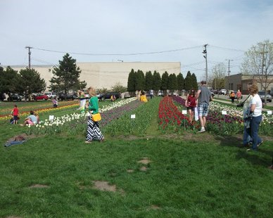 Visitors look at the Tulip Plantings in the Window on the Waterfront Park during Opening Day of the Tulip Time Festival on May 4, 2013. Visitors look at the Tulip Plantings in the Window on the Waterfront Park during Opening Day of the Tulip Time Festival on May 4, 2013.