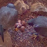 Peregrine Falcon nest at Weston Three power plant.  Photo courtesy Wisconsin Public Service.

