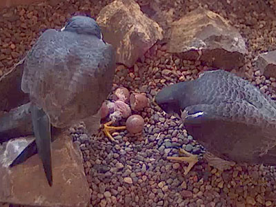 Peregrine Falcon nest at Weston Three power plant. Photo courtesy Wisconsin Public Service.
Peregrine Falcon nest at Weston Three power plant. Photo courtesy Wisconsin Public Service.