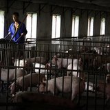 A worker pushes a wheelbarrow past pens containing pigs at a farm located on the outskirts of Beijing September 7, 2012. REUTERS/David Gray A worker pushes a wheelbarrow past pens containing pigs at a farm located on the outskirts of Beijing September 7, 2012. REUTERS/David Gray