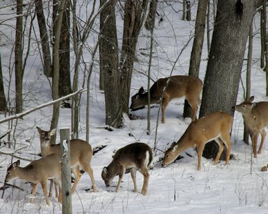 2013 Allegan County Winter Photo Contest Youth Division winner Zach DeKraker's submission "Winter Deer." (photo courtesy Allegan County Tourist Council) 2013 Allegan County Winter Photo Contest Youth Division winner Zach DeKraker's submission "Winter Deer." (photo courtesy Allegan County Tourist Council)