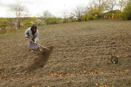 Dumitra Chivulescu, a 76-year-old farmer, works her land in Schitu, a muddy farming village, 80 km (50 miles) south of Bucharest. (Reuters) Dumitra Chivulescu, a 76-year-old farmer, works her land in Schitu, a muddy farming village, 80 km (50 miles) south of Bucharest. (Reuters)