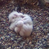 Four baby Peregrine Falcon chicks, less than a week old, at Weston III Power Plant in Rothschild, spring 2013.  Photo courtesy WPS