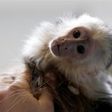 Mally, the pet monkey of Canadian singer Justin Bieber, is seen at a home for animals in Munich April 2, 2013. REUTERS/Michaela Rehle Mally, the pet monkey of Canadian singer Justin Bieber, is seen at a home for animals in Munich April 2, 2013. REUTERS/Michaela Rehle