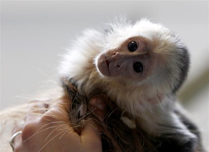 Mally, the pet monkey of Canadian singer Justin Bieber, is seen at a home for animals in Munich April 2, 2013. REUTERS/Michaela Rehle Mally, the pet monkey of Canadian singer Justin Bieber, is seen at a home for animals in Munich April 2, 2013. REUTERS/Michaela Rehle