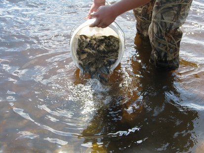 Restocking bluegills Restocking bluegills